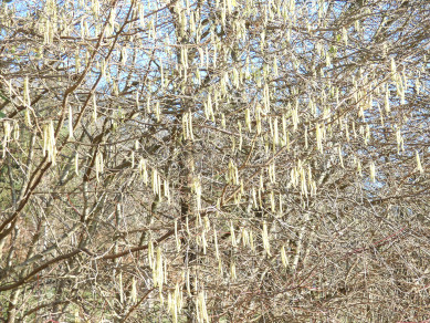 Catkins